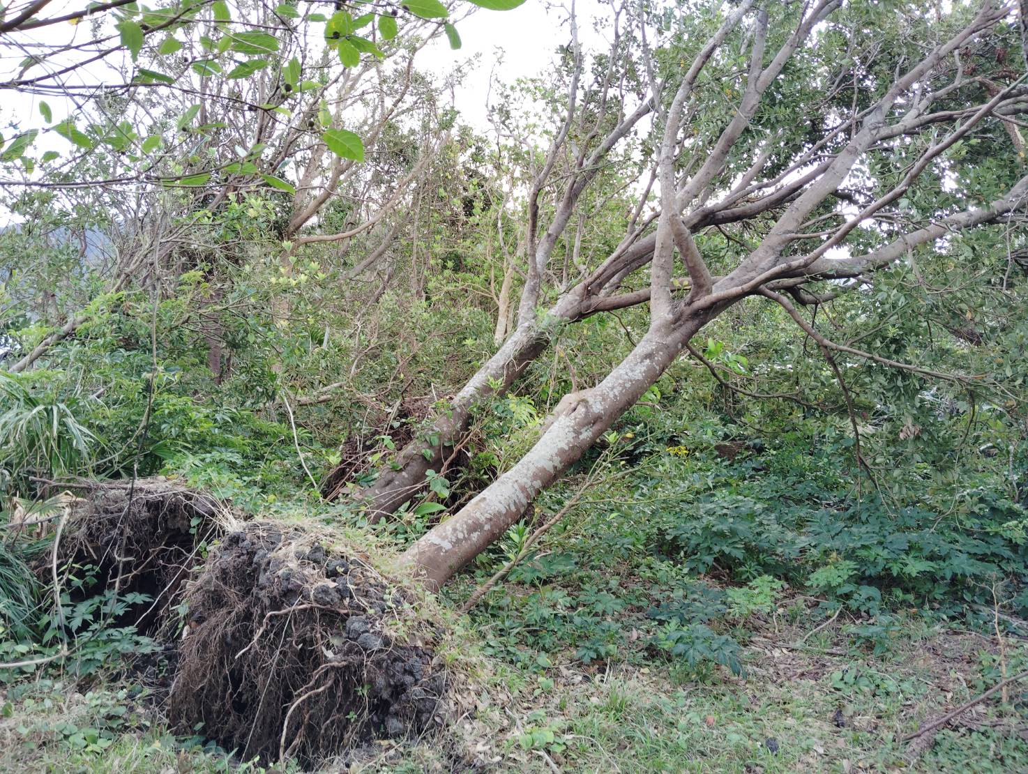 八丈島にて令和7年台風22号・23号による被災地支援